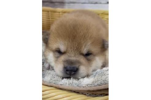 成約済の静岡県の柴犬-208190の2枚目